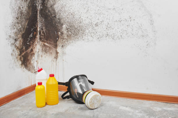 Best Commercial Mold Removal  in Zwolle, LA
