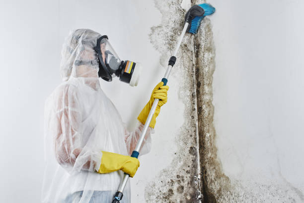 Best Mold Damage Repair  in Zwolle, LA