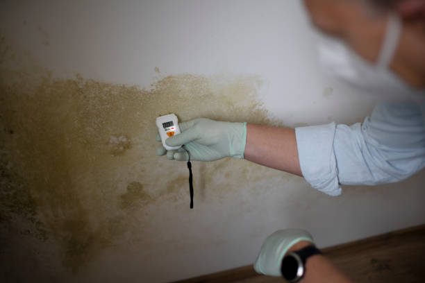 Mold Removal Process in Zwolle, LA