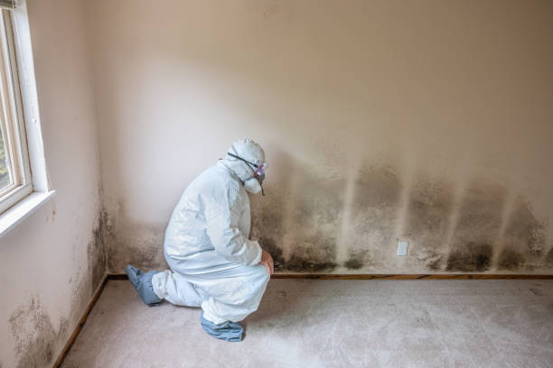 Best Mold Inspection  in Zwolle, LA