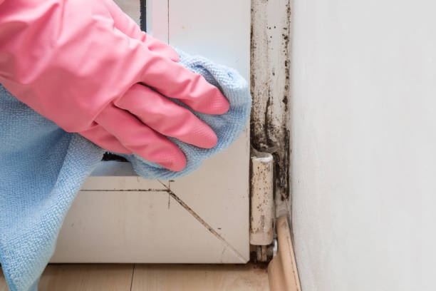 Best Office Mold Removal Services  in Zwolle, LA