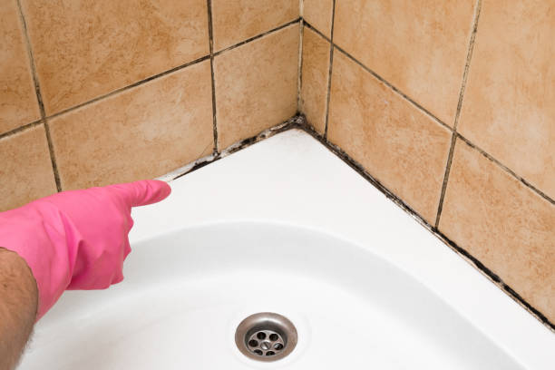 Professional Mold Removal in Zwolle, LA